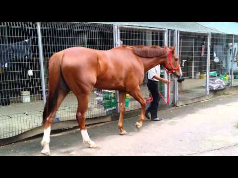 Miracle Man 28 Oct 2014 - At Kranji Singapore Turf Club Stables