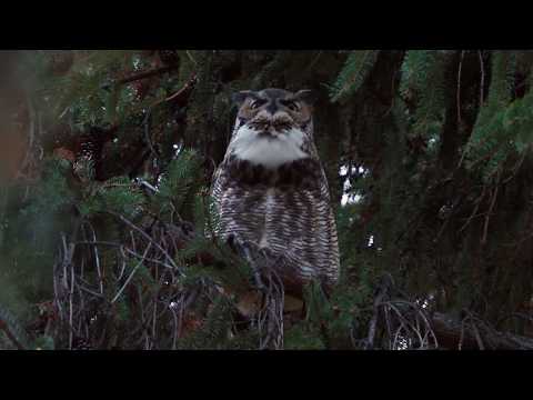 Great Horned Owl hoot