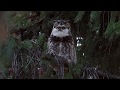Great Horned Owl Hoot