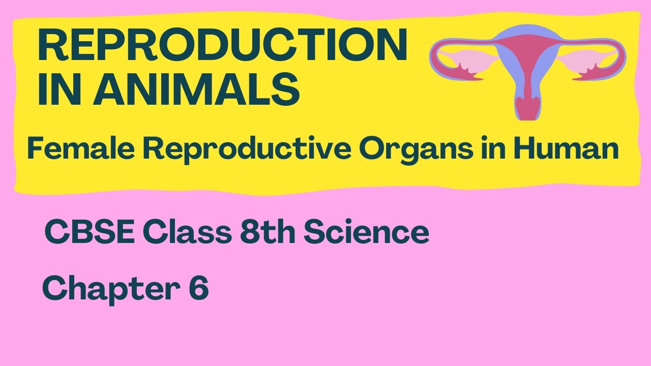 Reproduction in Animals | Female Reproductive Organs | Class 8 Science | NCERT | CBSE | Chapter 6