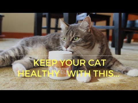 My Cat Murray's 'Secret' Health Ingredient