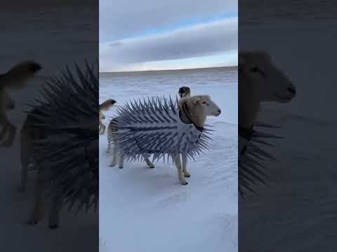 Armored Sheep vs Wolves 🐑🐺갑옷 입은 양 vs 늑대 무리 😱  #animals #wildlife