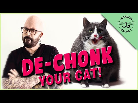 Are You Making Your Cat FAT? | Tips to Help Your Overweight Cat