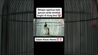 Download lagu Tembakan jalak suren panjang#jalaksuren#viralvideo#shortsvideo#fypシ゚viral #kicaumaniaindonesia mp3 Download lagu Tembakan jalak suren panjang#jalaksuren#viralvideo#shortsvideo#fypシ゚viral #kicaumaniaindonesia mp3