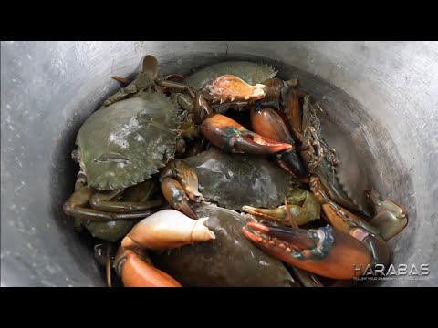EP840-P2 - Mud Crab Hunting | Occ. Mindoro
