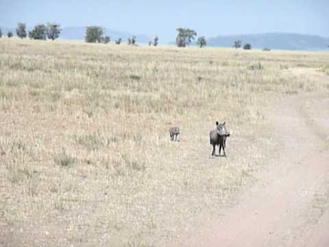 warthog and 3 babies in Serengeti