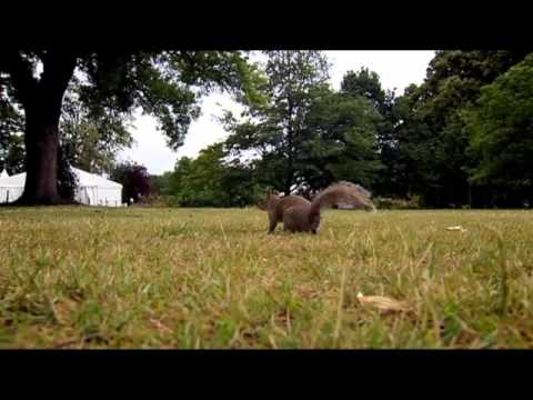 Great British Bake Off - Squirrel's Nuts