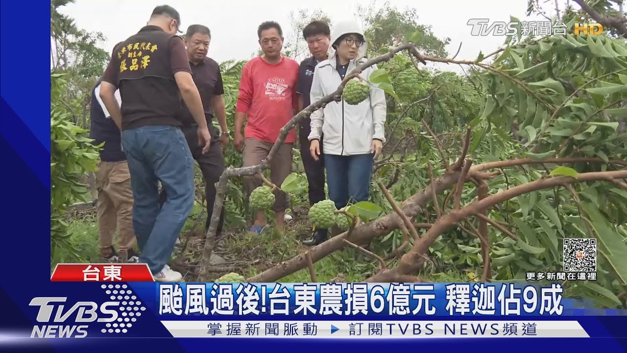 颱風過後！台東農損6億元　釋迦佔9成