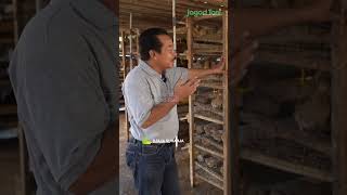 Download lagu ONE CAGE FOR 300 QUAILS mp3