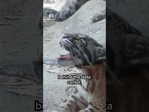 The animals at the CENTER of a data center FIGHT