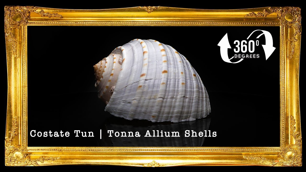 Tonna Tesselata | Mosaic Tun |Tonna Tessellata | 4.5 - 5 Inches