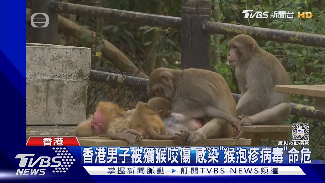 命危！香港男子感染「猴疱疹病毒」　專家：被猴咬傷快做「這件事」