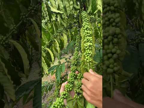 Café na Rondônia, Nova Brasilândia D’Oeste!! (Parte 3)