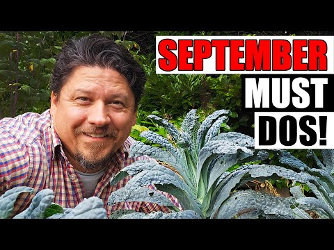 Solutions To Blossom End Rot In Tomatoes etc