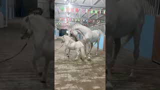 Download lagu Horse mating cute - Most breeding horse mp3 Download lagu Horse mating cute - Most breeding horse mp3