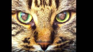 saca la lengua. los ronaldos