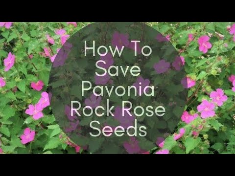 How To Save Pavonia Rock Rose Seeds | Arco Iris Ranch