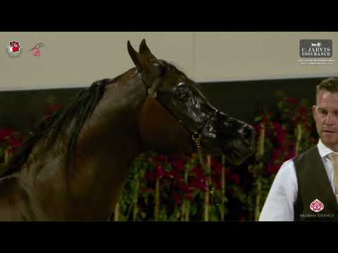 N.317 NASHMI AL HAWAJER - Abu Dhabi International AHC 2023 - Stallions 4 Years Old and Older (Cl...