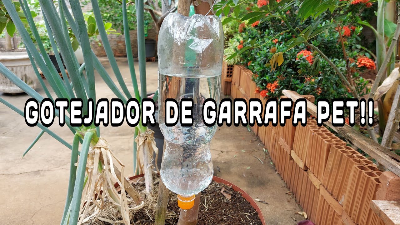 COMO FAZER UM GOTEJADOR DE GARRAFA PET PARA AS FRUTÍFERAS | PONTOS POSITIVOS E NEGATIVOS!!