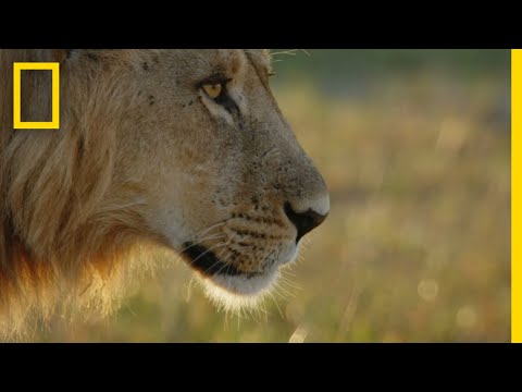 獅群學習精確狩獵 - 野蠻王國 (Young Lions Learn Precision Hunting | Savage Kingdom)