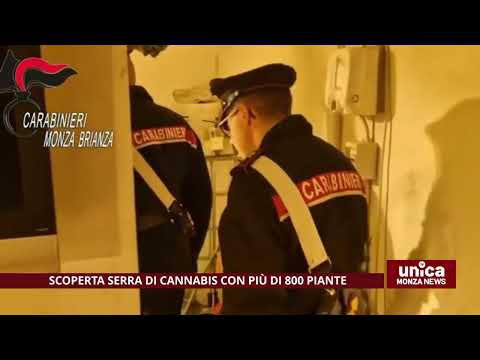 Scoperta serra di cannabis con più di 800 piante