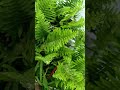 Wild #ferns in used #cocopeat #shorts