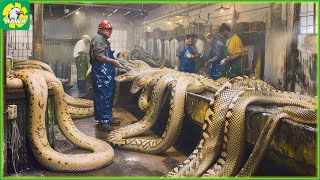 Python Farming 🐍 How Farmer Made 2M Dollars From Python Skin | Processing Factory