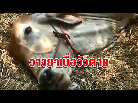 แพทย์รักษาความอ่อนแอชาย วิธีการที่จะกระตุ้นผู้หญิงน้ำหอม