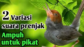 Download lagu prenjak jantan ngacor dengan dua variasi suara || pikat prenjak kepala merah mp3