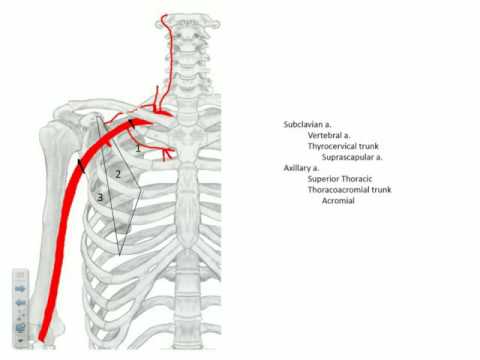KLE   Axillary Artery