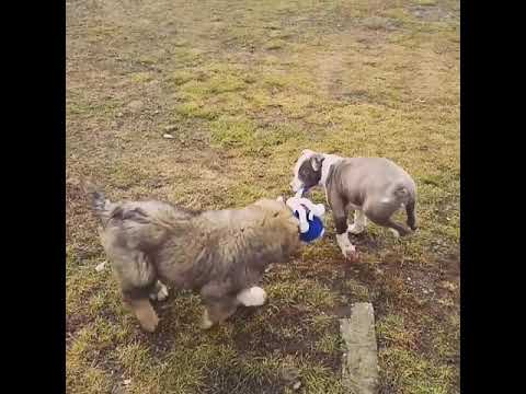 caucazian vs amstaff