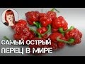 САМЫЙ ОСТРЫЙ ПЕРЕЦ В МИРЕ или "Hot pepper challenge" от Тоники ...