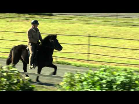 Brík von Aegidienberg - ehemaliges Verkaufspferd - Video vom 30.09.2011