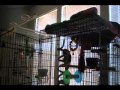 [ORIGINAL] Parrot Sings Let the Bodies Hit the Floor ...