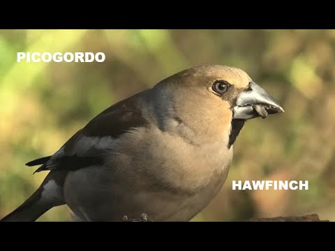 PICOGORDO | HAWFINCH | Coccothraustes coccothraustes