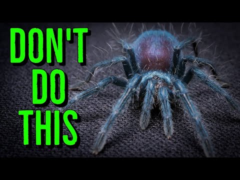 AVOID THESE Beginner Tarantula Keeper Mistakes!