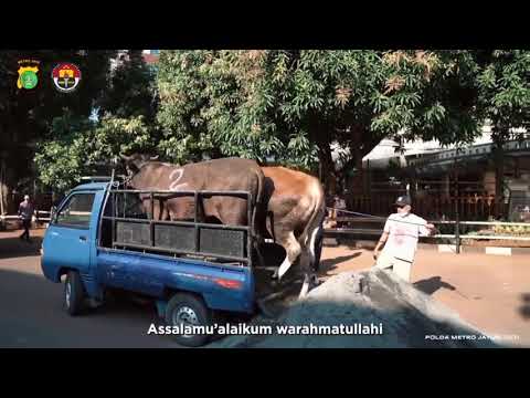 Polda Metro Jaya berhasil mengumpulkan hewan kurban sebanyak 353 sapi dan 564 kambing