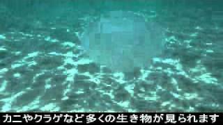 preview picture of video '粟島の海の生き物'