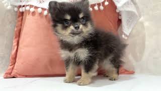 ハーフ犬の動画01