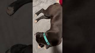 Video preview image #1 Mutt Puppy For Sale in Rustburg, VA, USA