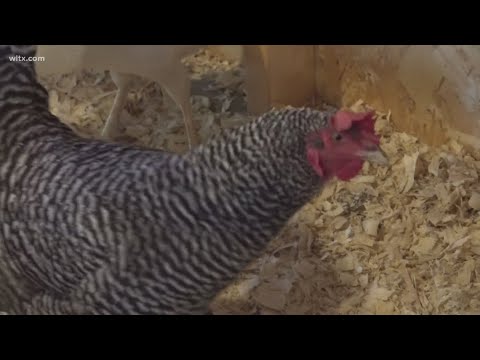 Orangeburg updates animal control laws after 50 years; restricts roosters, enhances safety measure