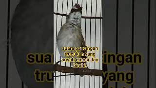 Download lagu suara pancingan trucukan yang susah emosi dan birahi. #trucukangacor #trucukanemosi #pancinganjitu mp3 Download lagu suara pancingan trucukan yang susah emosi dan birahi. #trucukangacor #trucukanemosi #pancinganjitu mp3