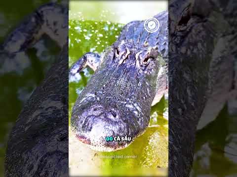 Đừng Dại Mà Cố Cứu 1 Con Cá Sấu Bị Đóng Băng