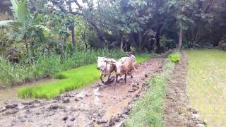 desafuzziblog: Persamaan Desa Dan Kelurahan