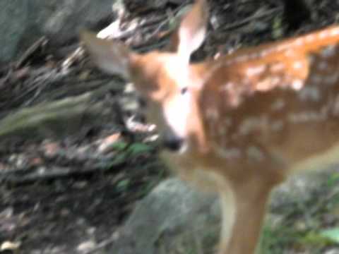 New born deer wanders into our yard 6 23 12