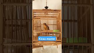 Download lagu Suara burung robin gacor sang masteran handal 😍 #robin #kicaumania mp3