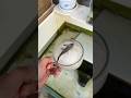Girl Revives Dead Fish Shortsvideo