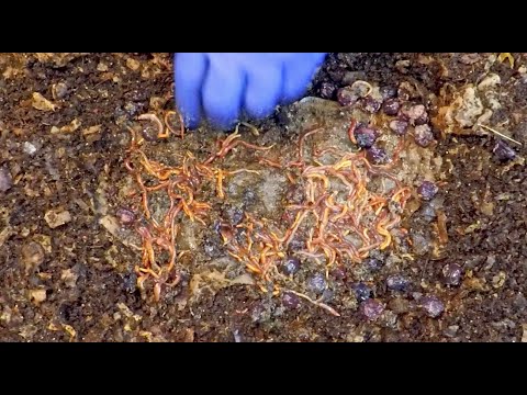 78-day African nightcrawler worm bin's 8th "lasagna" style feeding - vermicompost