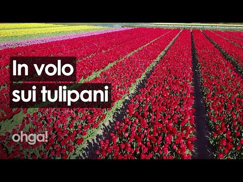 Video: Safari tra i Tulipani con Masterclass