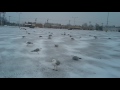 RING BILLED GULLS ON A COLD DAY IN BUFFALO